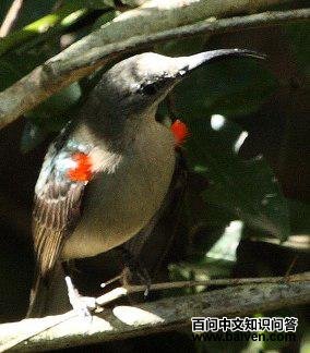 灰褐花蜜鸟 灰褐花蜜鸟的图片
