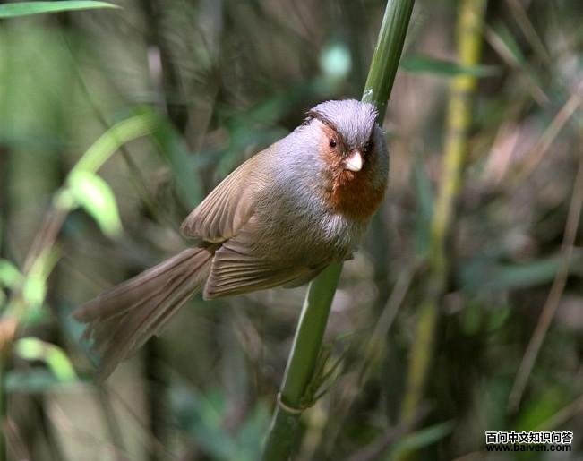 灰冠鸦雀 灰冠鸦雀的图片