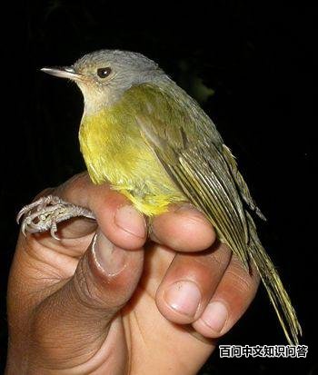 �ҹ���ľ�ǵ�ͼƬ