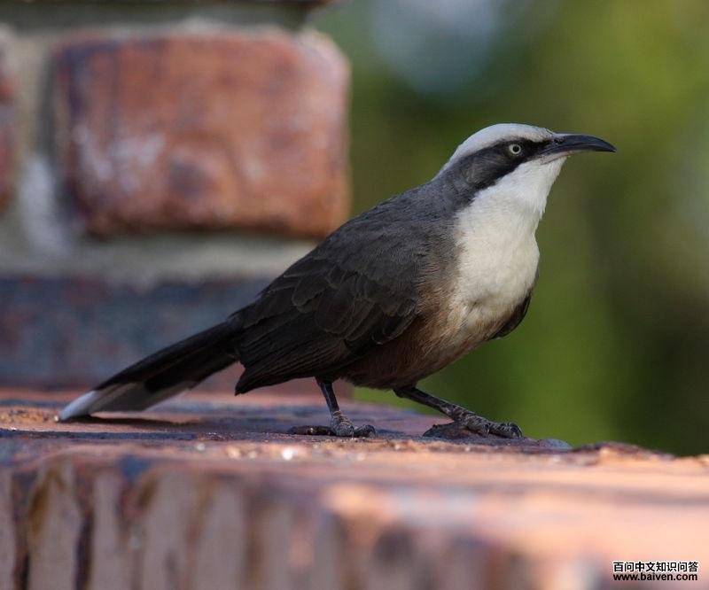 �ҹ������̵�ͼƬ