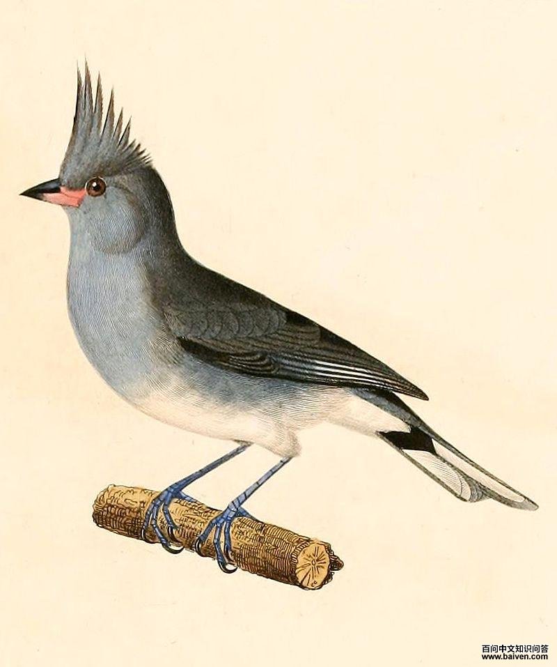 灰冠雀鹀 灰冠雀鹀的图片