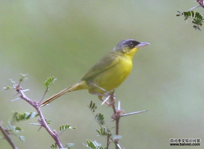 �ҹڻƺ���ݺ��ͼƬ