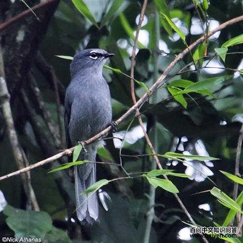 灰孤鸫 灰孤鸫的图片
