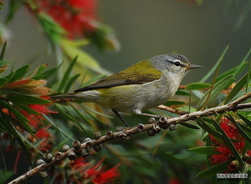 灰冠虫森莺 灰冠虫森莺的图片