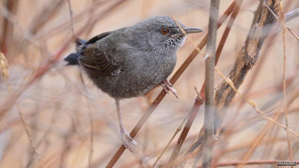 ���ڿ�����