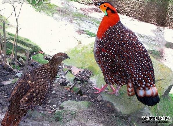 灰腹角雉 灰腹角雉的图片