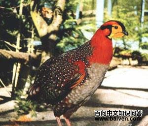 �Ҹ�����