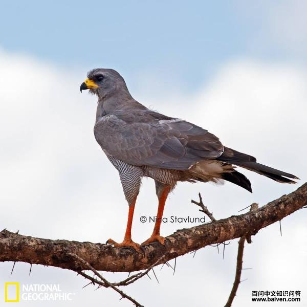 �Ҹ�ӥ��ͼƬ