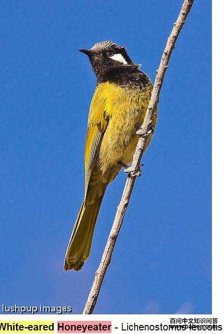 �׶���������