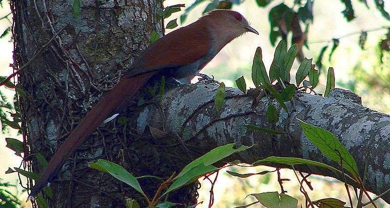灰腹棕鹃 灰腹棕鹃的图片