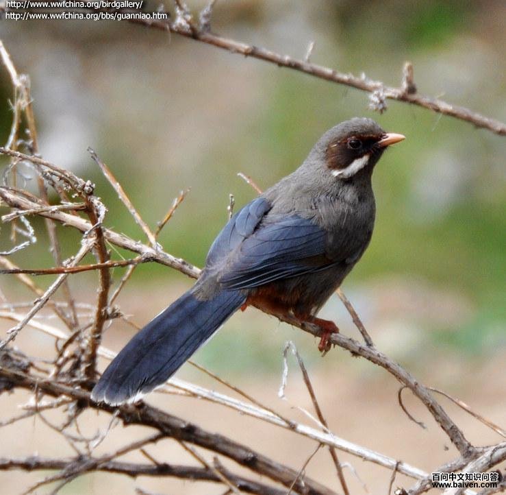 灰腹噪鹛 灰腹噪鹛的图片