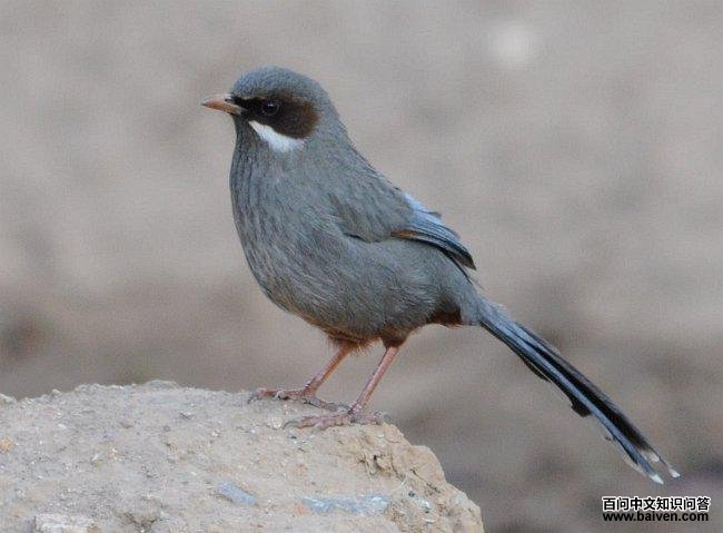 �Ҹ�����