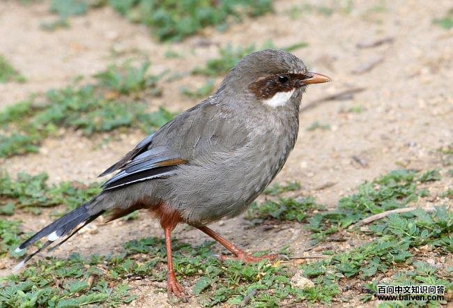 �Ҹ�����