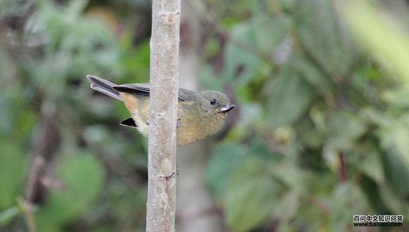 �Ҹ��̻����ͼƬ