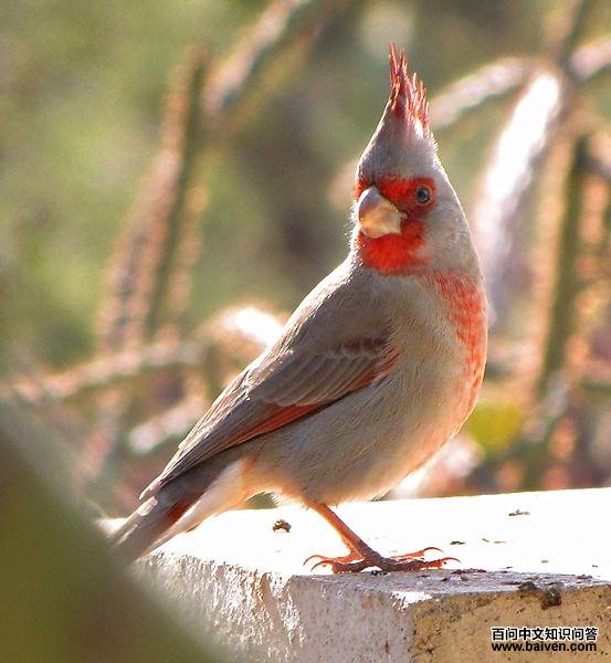 �Ҷ�����ȸ��ͼƬ