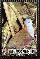 灰额鸡鸠 灰额鸡鸠的图片