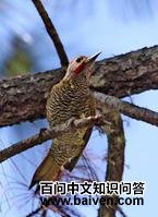 �Ҷ���ľ��