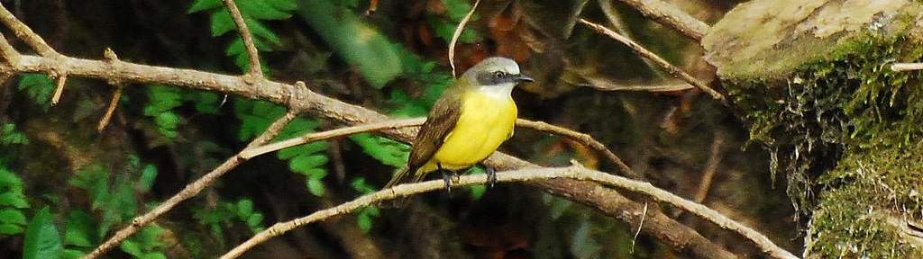 灰顶短嘴霸鹟 灰顶短嘴霸鹟的图片