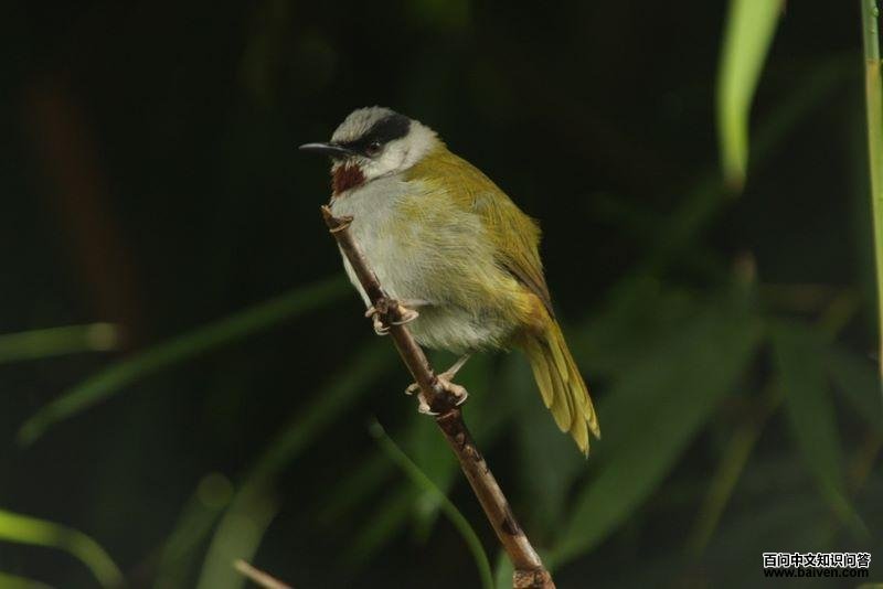 灰顶莺 灰顶莺的图片