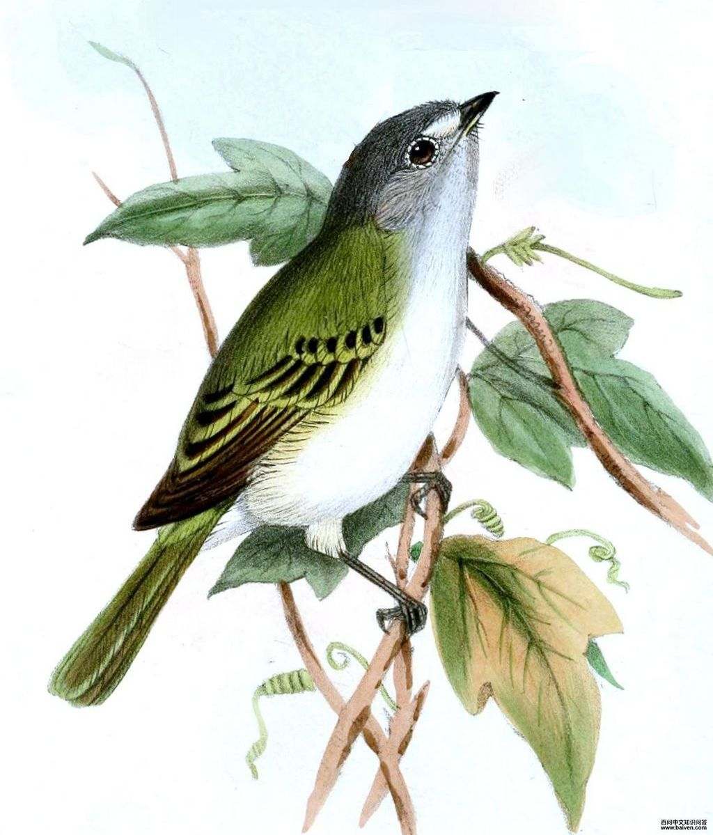 �Ҷ�С���l��ͼƬ