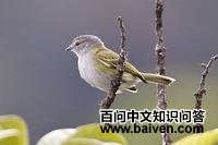 �Ҷ�С���l