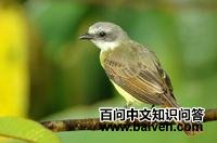 �Ҷ�������l