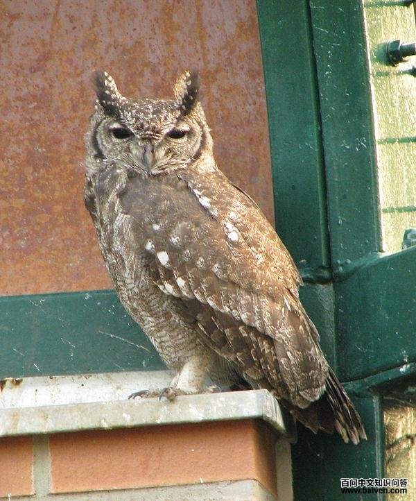 灰雕鸮 灰雕鸮的图片
