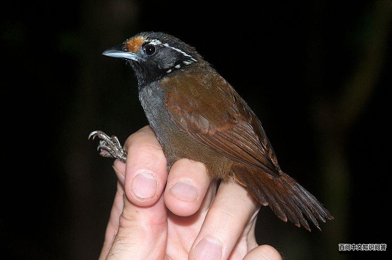 �׶����̵�ͼƬ