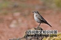 灰地霸鹟 灰地霸鹟的图片