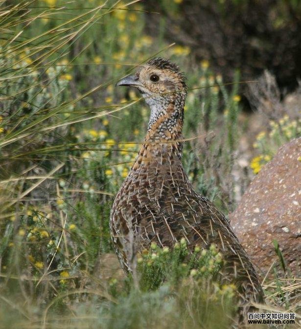 灰翅鹧鸪 灰翅鹧鸪的图片