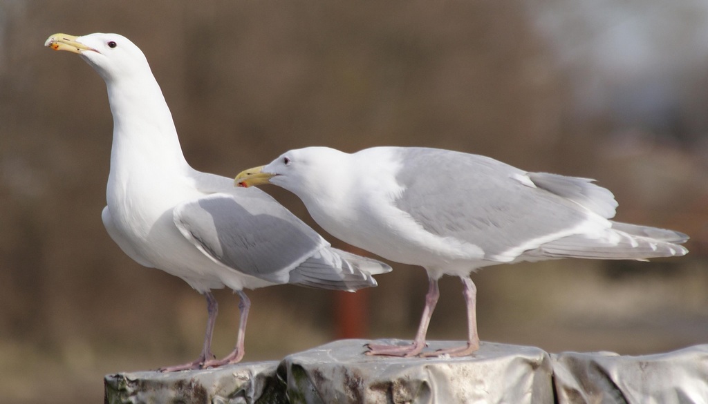 �ҳ�Ÿ��ͼƬ