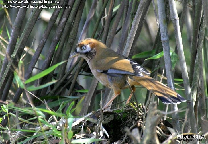 �ҳ����̵�ͼƬ