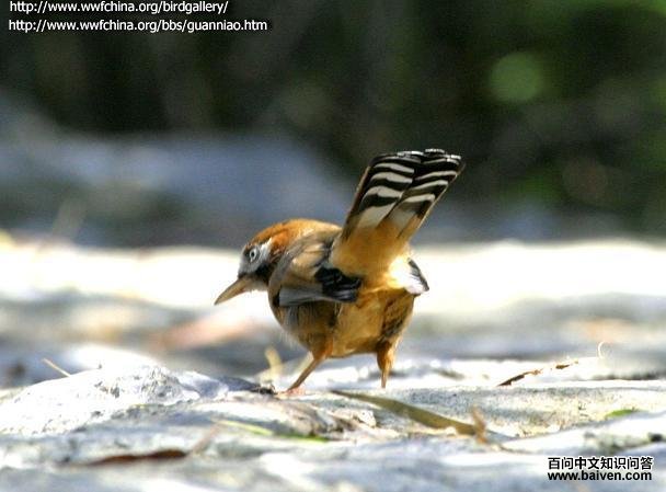 �ҳ�����