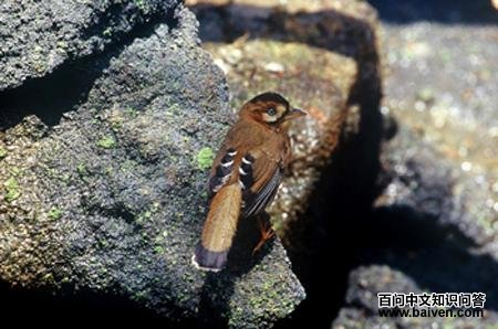 �ҳ�����