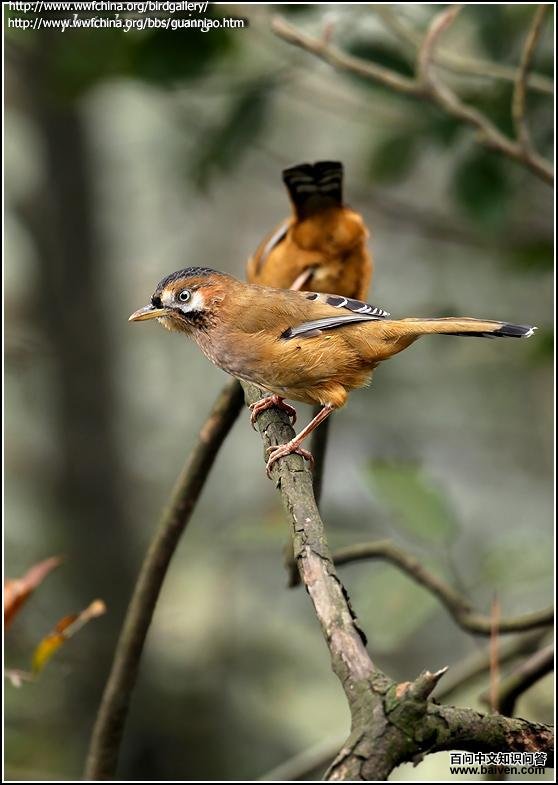 �ҳ�����