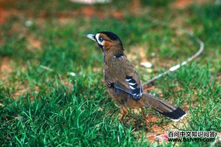 �ҳ�����