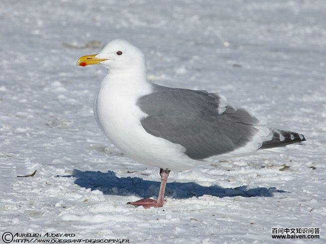 �ҳ�Ÿ����ֳ��