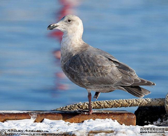 �ҳ�Ÿ���ڶ�����