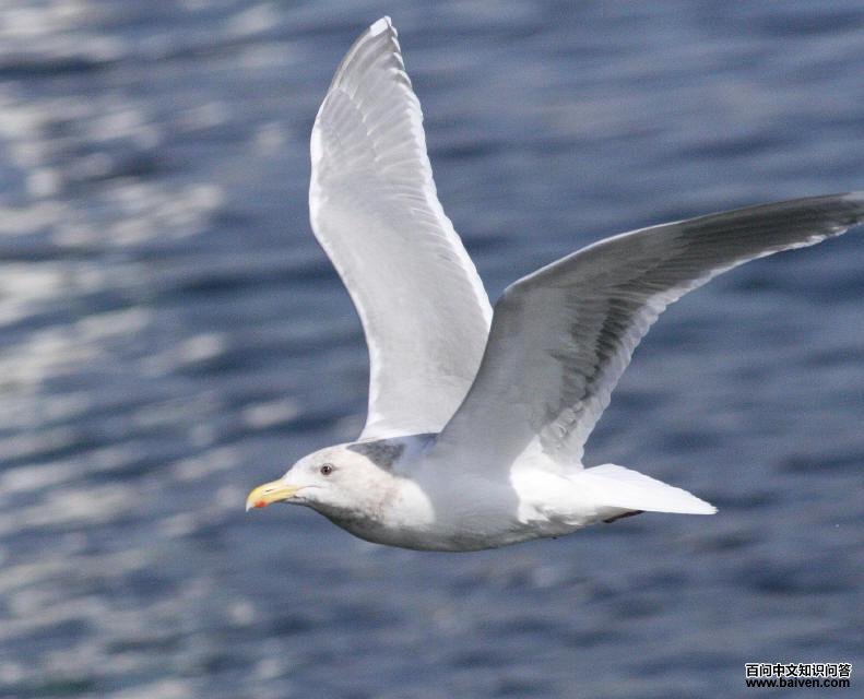 �ҳ�Ÿ����ͼ���Ƿ�ֳ��