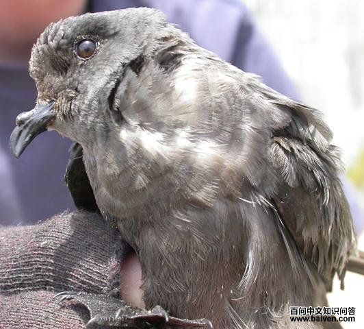 �Ҳ�β�����ͼƬ