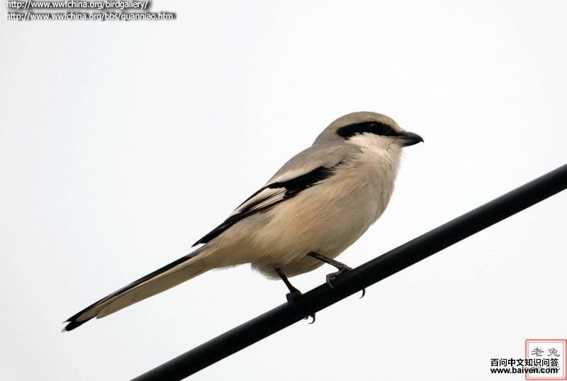 灰伯劳 灰伯劳的图片