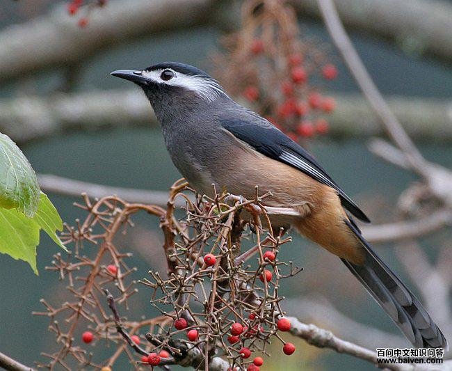 白耳奇鹛 白耳奇鹛的图片