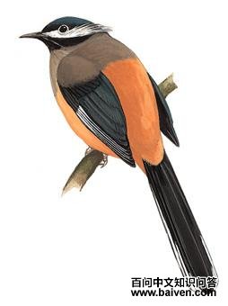 �׶�����