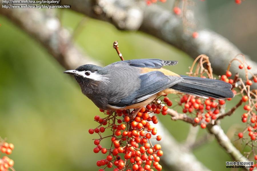 �׶�����