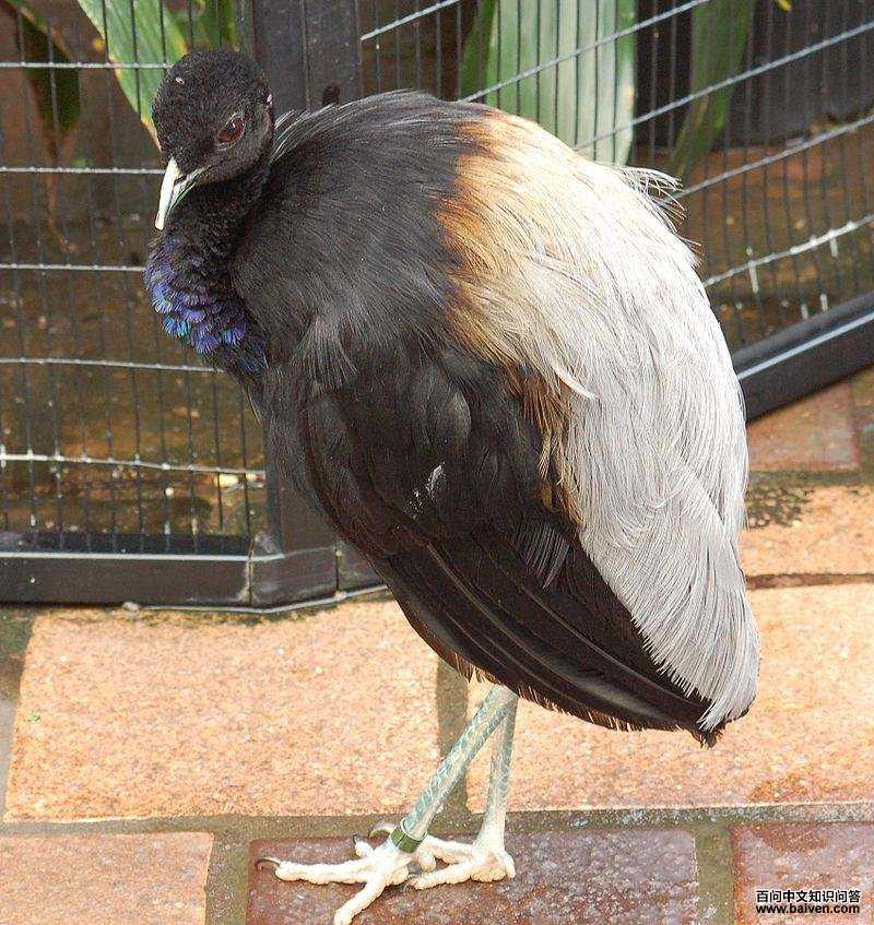 �ҳ��������׵�ͼƬ