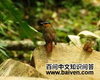 灰翅歌鵖 灰翅歌鵖的图片