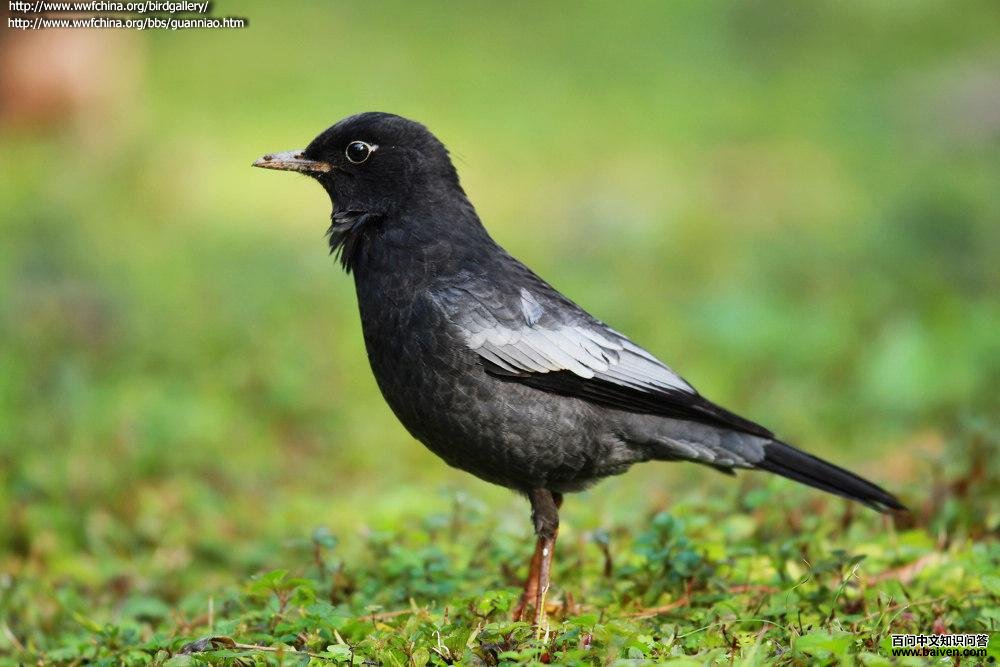 灰翅鸫 灰翅鸫的图片