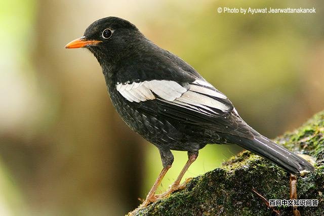 �ҳ�𴣺����