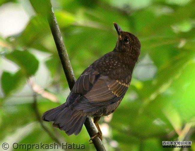 �ҳ�𴣺�ǳ���