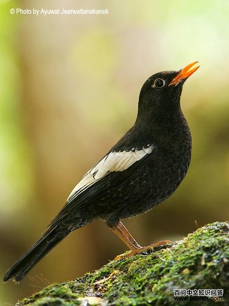 �ҳ�𴣺����